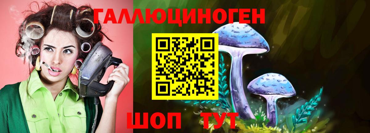 Галлюциногенные грибы Psilocybine cubensis Курчатов